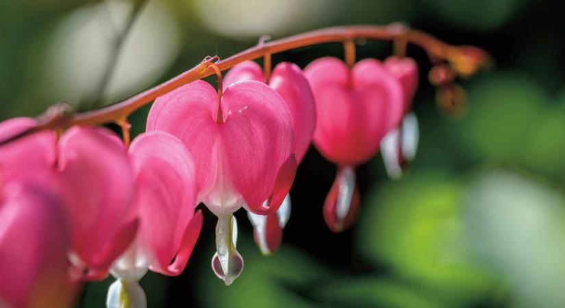 A kert legromantikusabb növénye, a szívvirág – 6 kérdés, 6 válasz