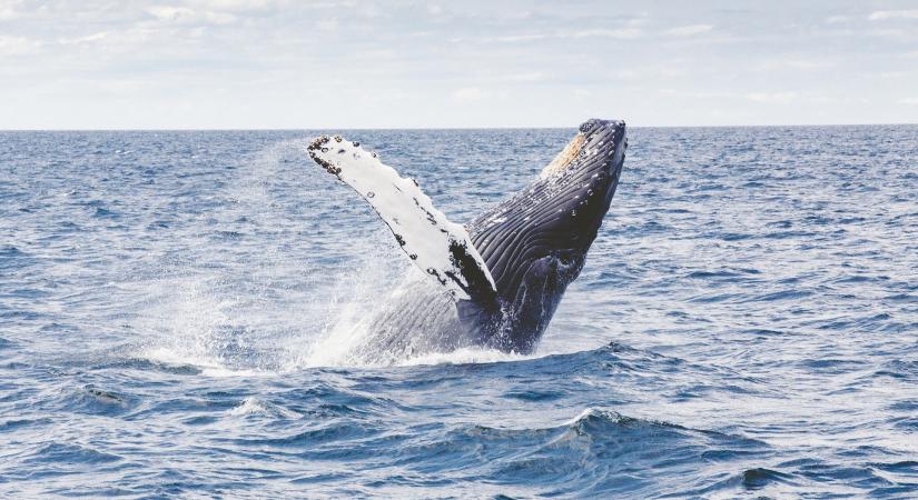 Új bálnafajt azonosítottak az Egyesült Államok délkeleti partjainál