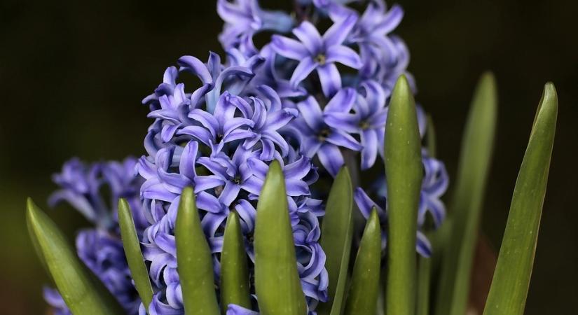 A jácint (Hyacinthus) gondozása kertben és lakásban