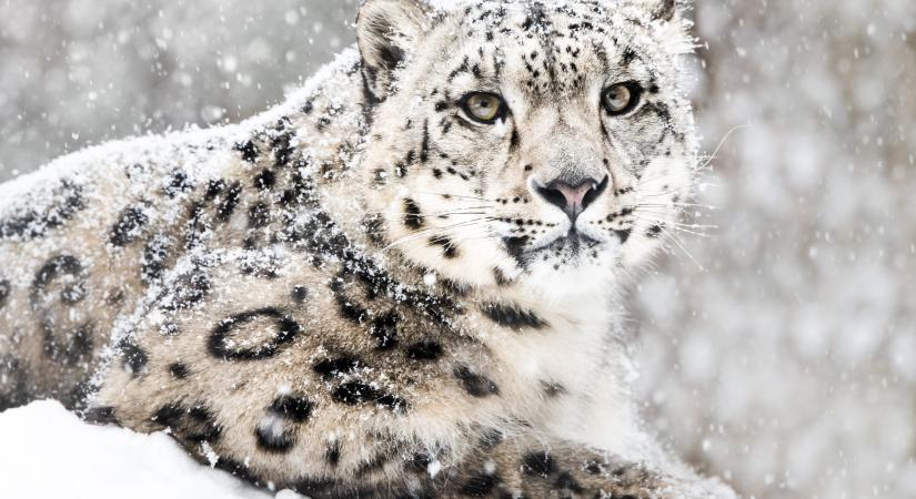 Rákbetegség miatt elaltatták a New Jersey-i állatkert különleges hópárducát