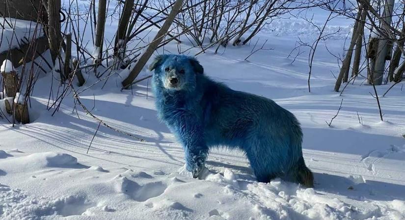 Először senki nem értette, honnan jönnek a hupikék orosz kutyák