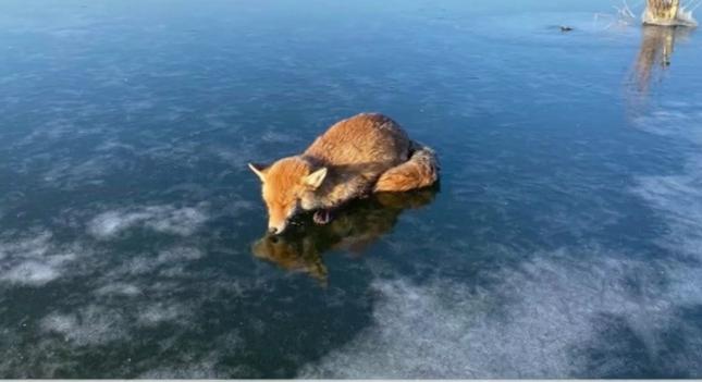 Videó: fagyhalál közelében levő rókát mentettek a tatai Derítő-tó jegéről