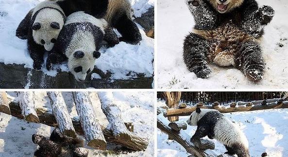 Cukiság! Ilyen, ha egy panda család élvezi a havat és a jeget!