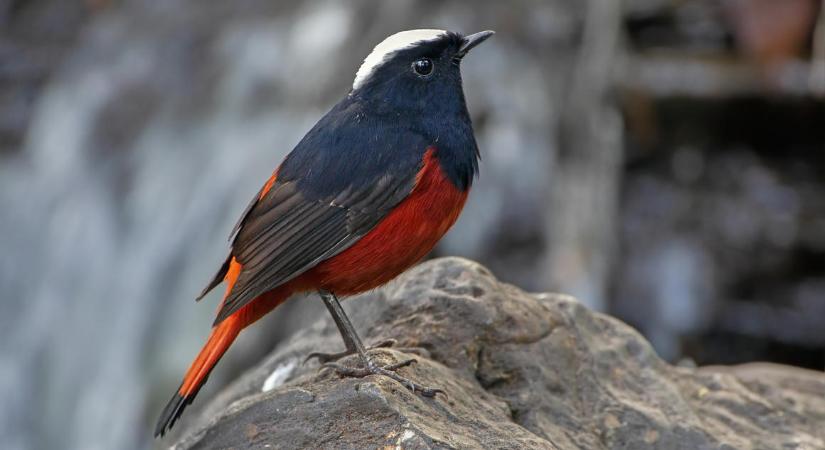 A magas hegységekben élő madarak speciális tollakat növesztettek törzsfejlődésük során