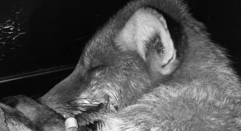 Szomorú: elpusztult a róka, amit a fagyhaláltól mentettek meg a Derítő-tóról