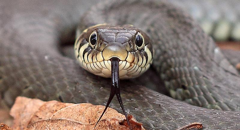 Új kígyófajt fedeztek fel Mianmarban