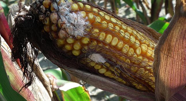 Megvédik a kukoricát a gombafaló bacik – VIDEÓ