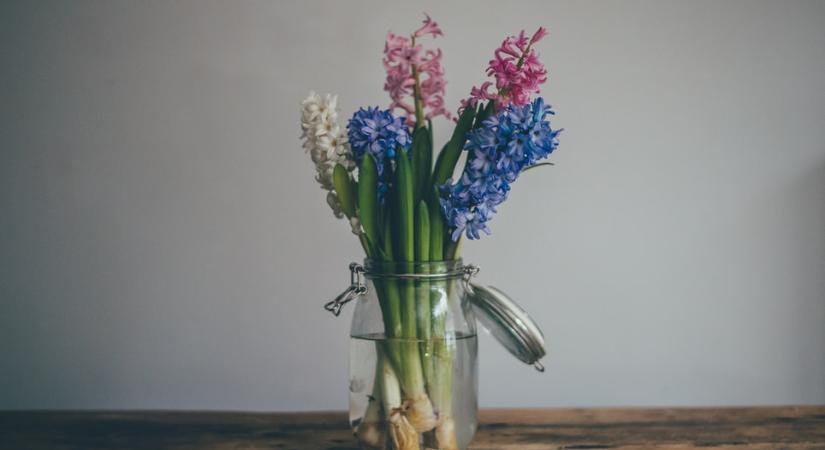 Növénymama: hagymagumós, illatos virágokat a lakásba!