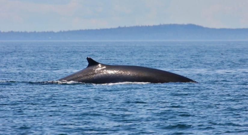 Szeizmológiai kutatásra lehet alkalmas a bálnaének