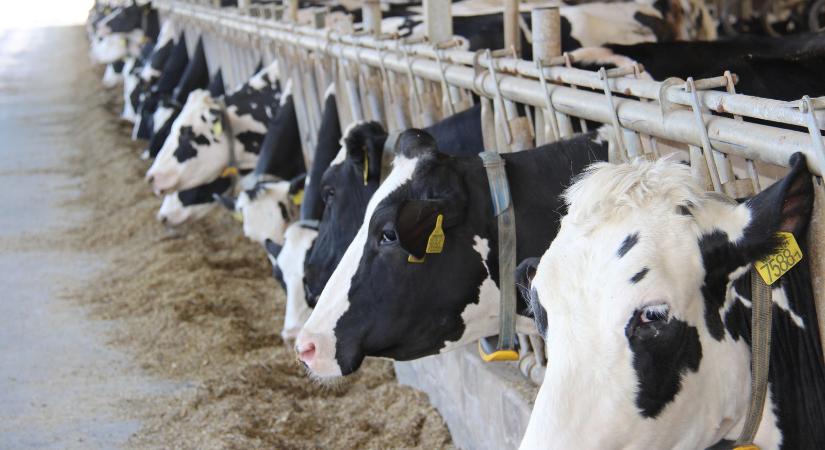 Lejár a tejágazat állatjóléti támogatásainak benyújtási határideje