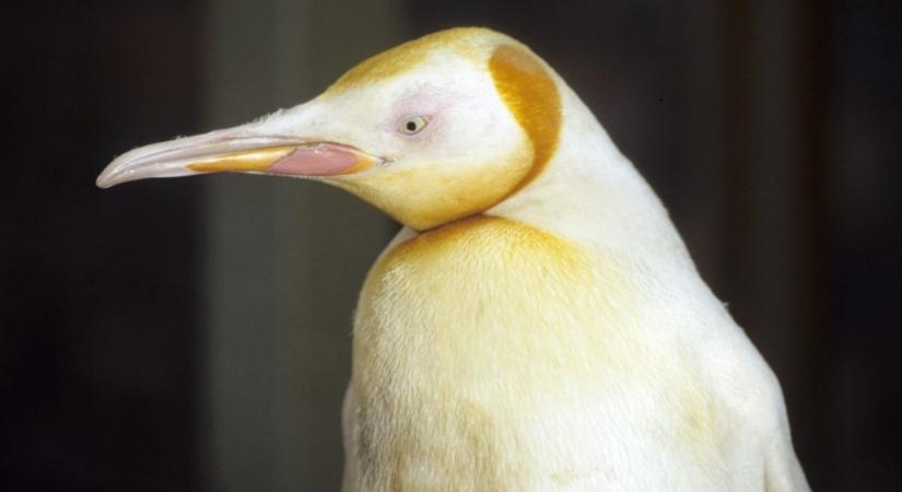 Nagyon ritka sárga pingvint fotóztak