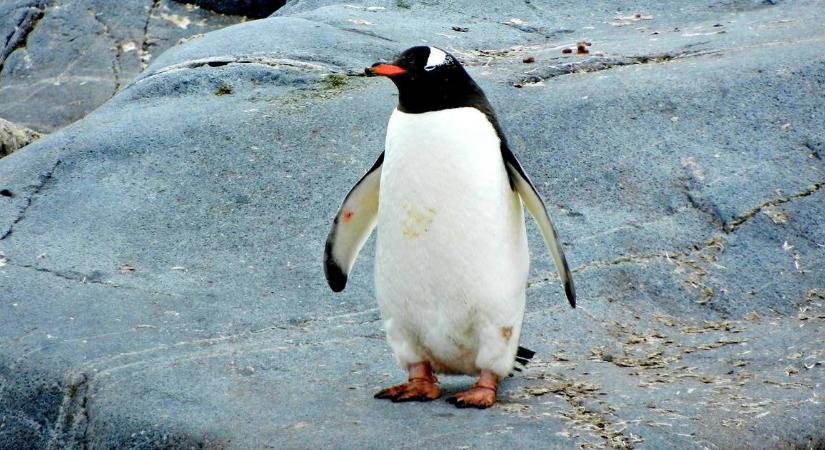 Sosem látott rikító sárga színű pingvint fotóztak az Antarktiszhoz közel, mutatjuk