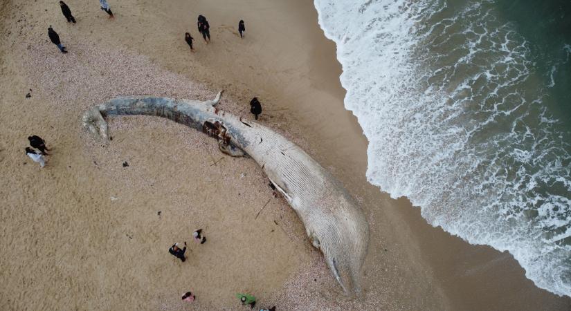 Egy fiatal bálna tetemét sodorta partra a tenger Izraelben - videó