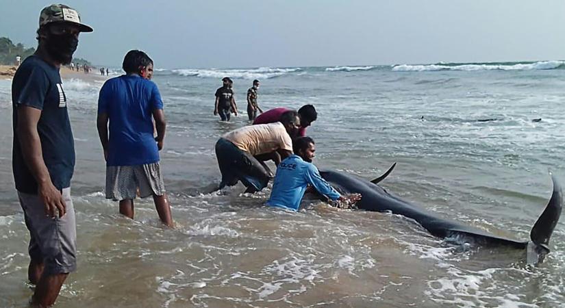 Több tucatnyi, partra vetődött gömbölyűfejű delfin pusztult el Indonézia partjainál