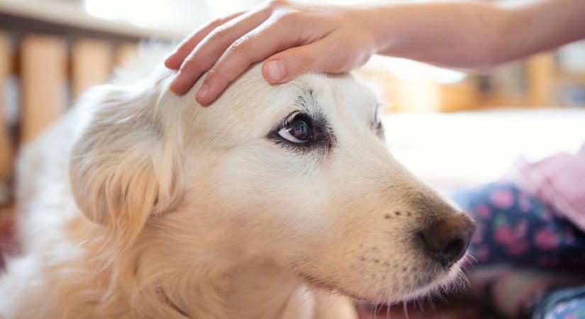 Magyar kutatók vizsgálták a kutyák tudatosságát