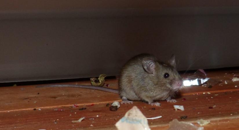 Ügyesebbé váltak az ember közelében élő egerek