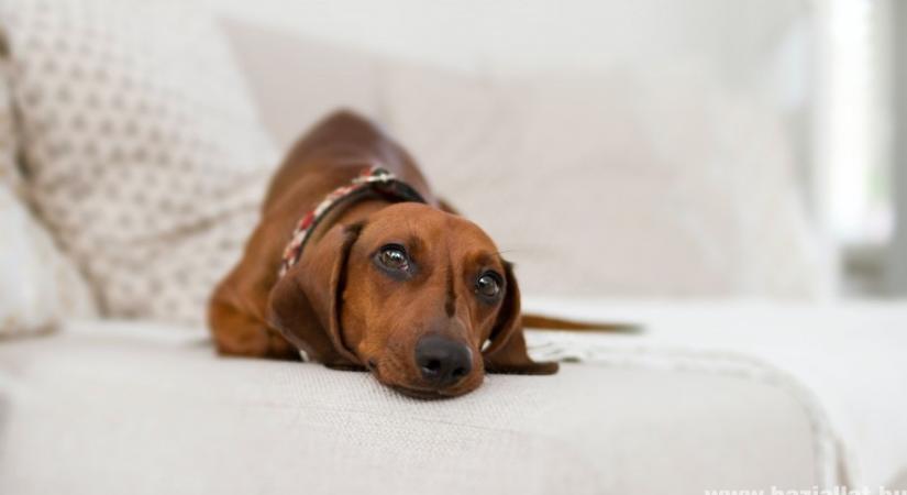 Bolhaallergia és atópia kutyáknál: ezek a tünetei