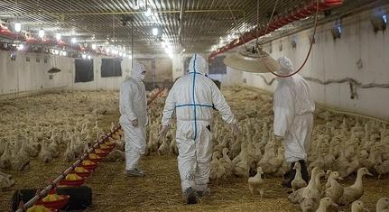 Már emberre is átterjedt a A(H5N8) madárinfluenza