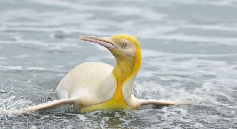 Soha nem látott sárga pingvint örökített meg egy természetfotós