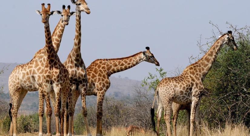 Alacsonyan lógó vezeték ölt meg három zsiráfot