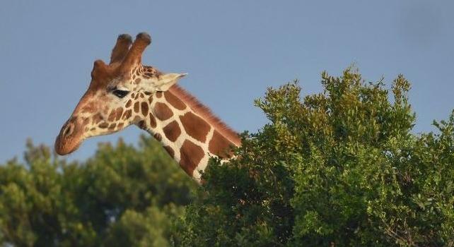 Áramütés miatt pusztulnak a zsiráfok Kenyában