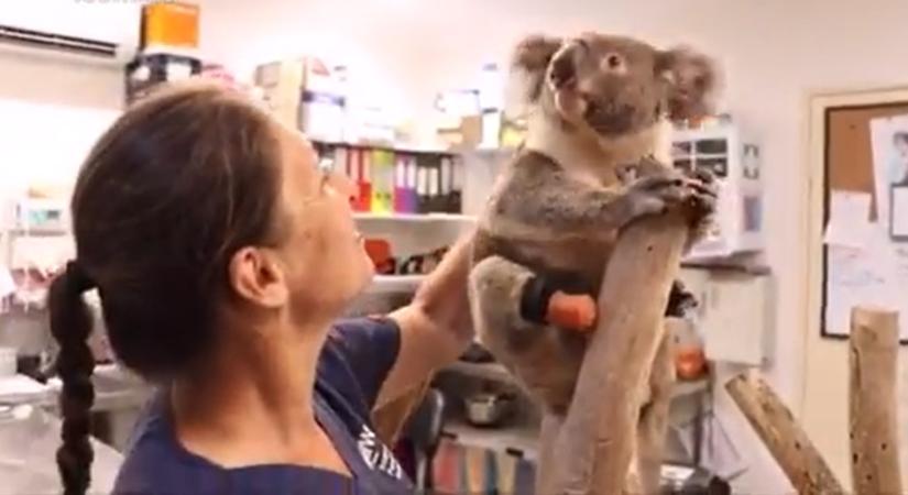 Fut és fára mászik a koala, aki műlábat kapott - videó