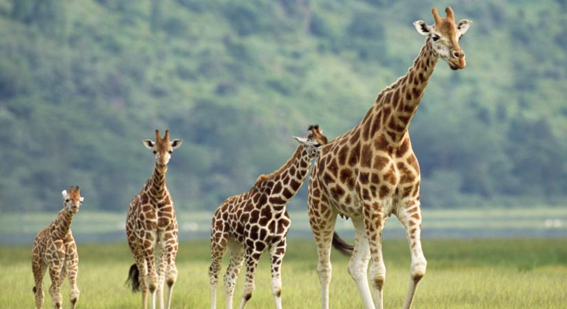 Áramütés végzett három ritka zsiráffal