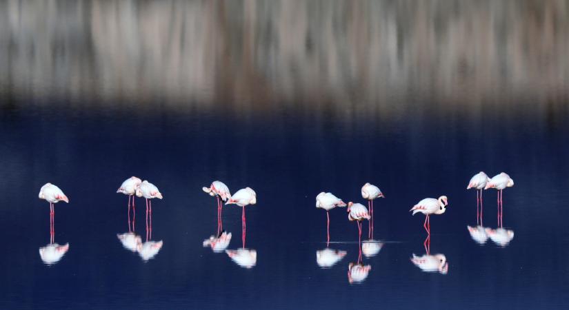 A sörétes vadászat betiltását kérik a flamingók érdekében
