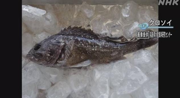Radioaktív halat fogtak Fukusima közelében
