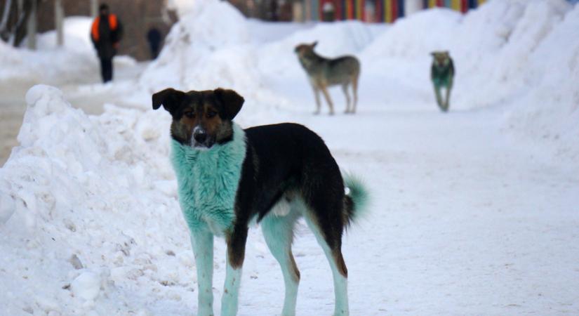 Bizarr rejtély: kék és zöld bundájú kutyák bukkantak fel Oroszország több pontján
