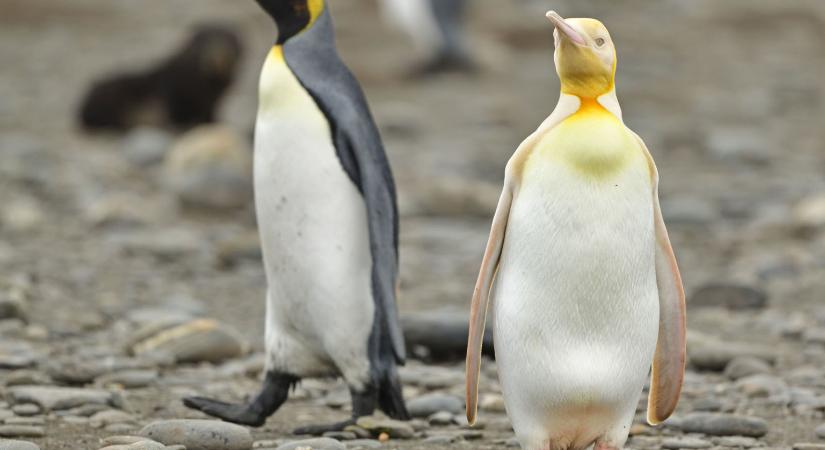 Különleges, sárga pingvint kapott lencsevégre egy fotós