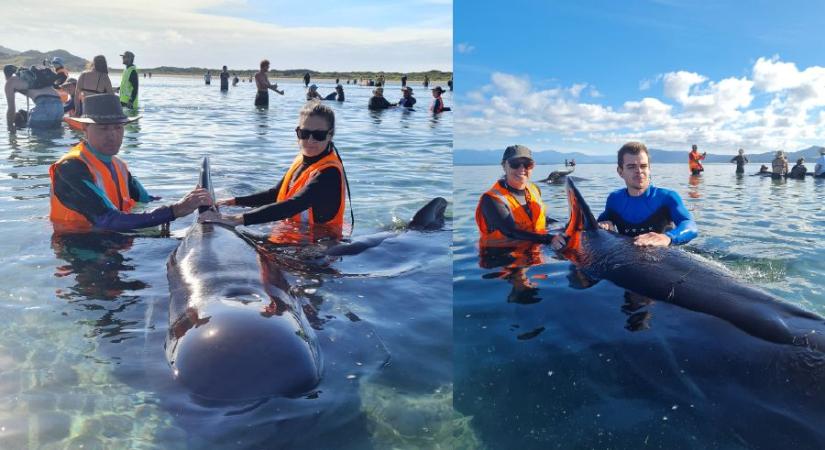 Közel százan küzdöttek a hosszúszárnyú gömbölyűfejű delfinek életéért