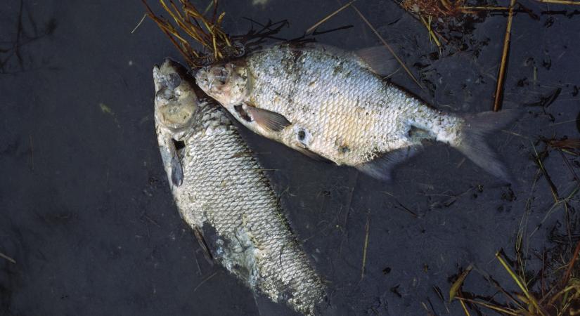 Katasztrofális az édesvízi halak pusztulása: a világ 80 faja már kihalt