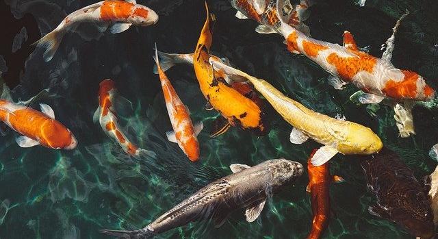 Drámaian pusztulnak az édesvízi halak, aggasztó a helyzet