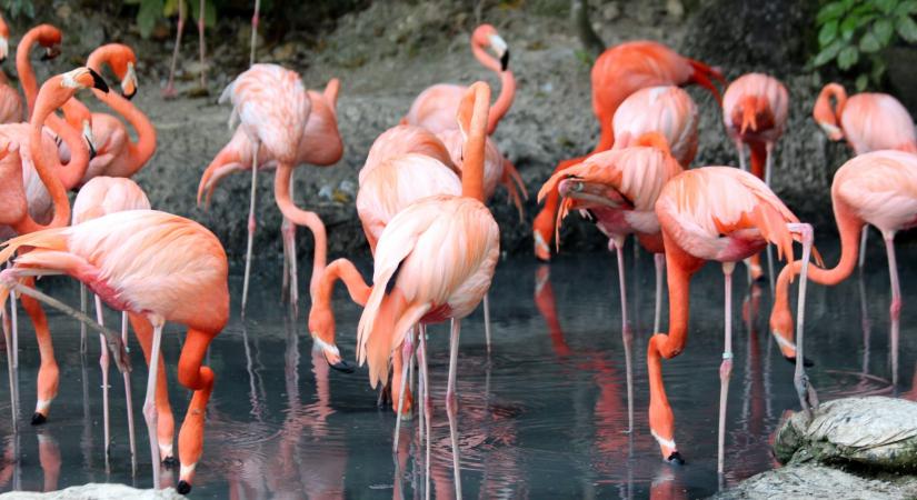 Betiltanák a sörétes vadászatot a flamingók érdekében
