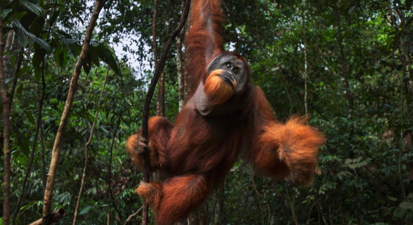 18 év után engedtek szabadon egy orangutánt