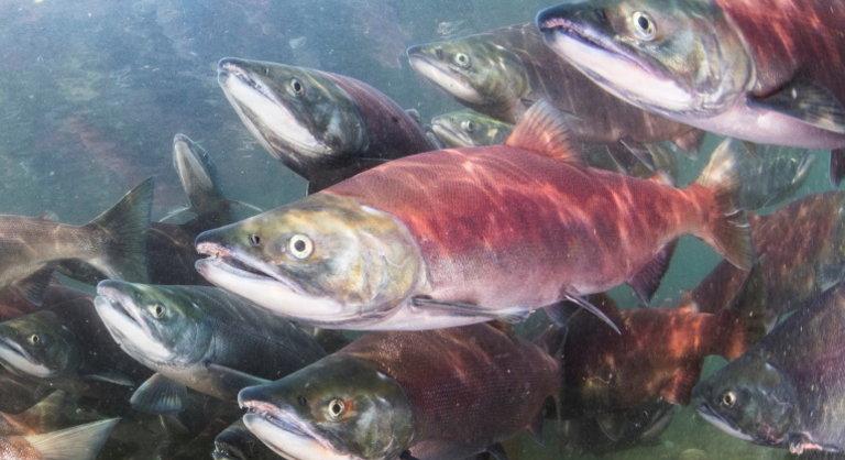 Riasztó számok: drámai ütemben pusztulnak az édesvízi halak
