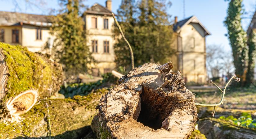 Beteg fákat vágták ki Keszthelyen a Balaton szálló mögött