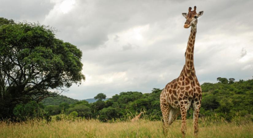 Egy zsiráf kivágott szívével pózolt Valentin-napon vadásznő