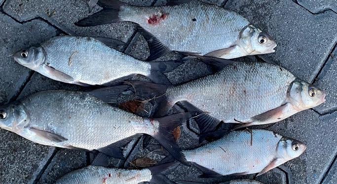 Közérdekű munka és pénzbüntetés vár a balatoni orvhalászokra