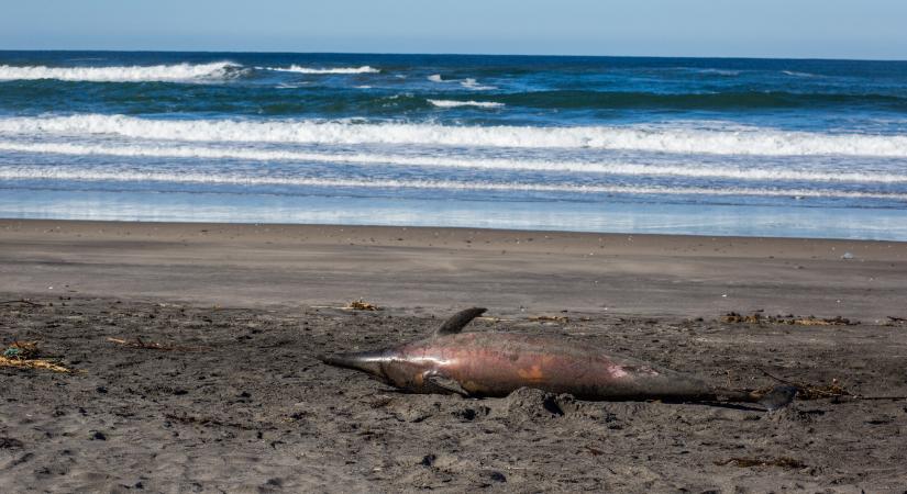 Több mint száz döglött delfint találtak egy szigeten Mozambik partjainál