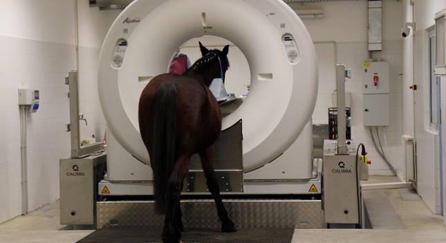 A világon csak 5 ilyen van – egyedülálló ló-CT készülék Magyarországon