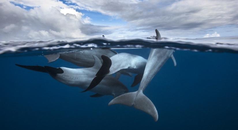 Több mint száz delfin pusztult el egy sziget partjainál