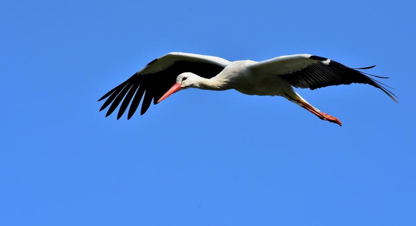 Nem veszélytelen a gólyák költözése – Afrikában vadásszák is őket