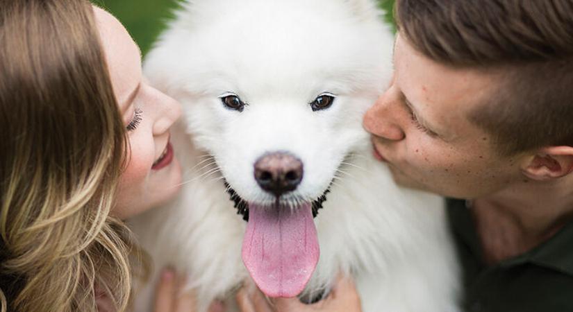 Ennél cukibb ma már nem lesz! Tündéri kutyusok a gazdik esküvőjén – Galéria