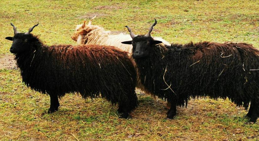 Már két fekete bárány is van Dúzson