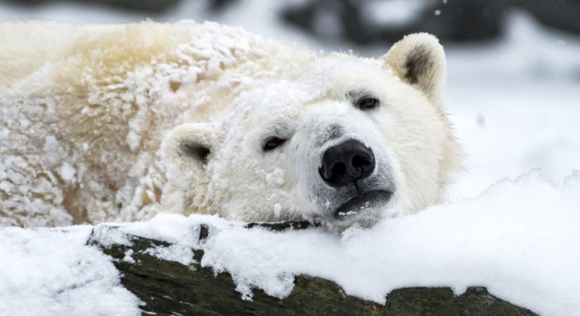 Sokkal többet éheznek a jegesmedvék és a narválok, mióta felgyorsult a sarki jég olvadása
