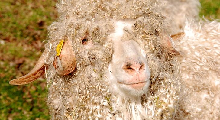 Rekord mennyiségű gyapjút nyírtak egy bárányról Ausztráliában