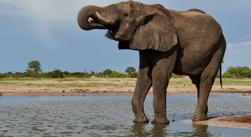Hőkamerás felvételekkel segítik a vadon élő elefántok védelmét