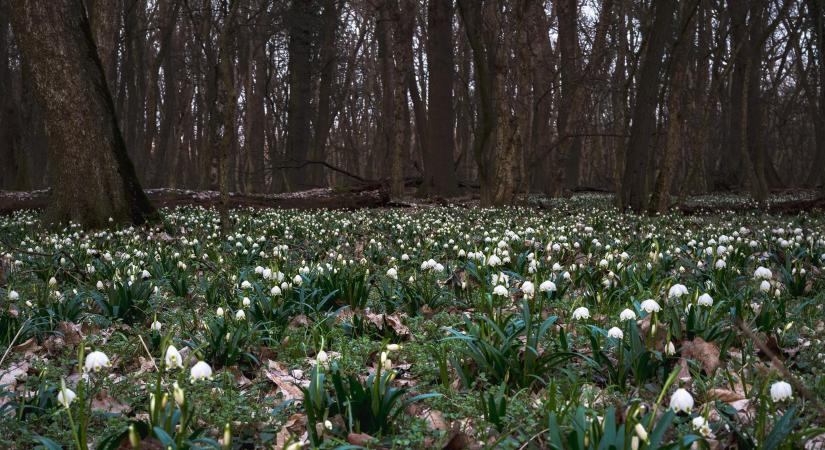 Hófehér viráglepel borítja a misztikus csáfordjánosfai erdőt